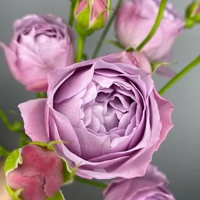 Саженцы роз ЛАВЕНДЕР БАБЛС спрей  Саженцы роз ЛАВЕНДЕР БАБЛС спрей в Калининграде