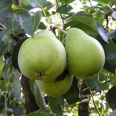 Груша МАСЛЯНИСТАЯ ЛЕТНЯЯ в Калининграде
