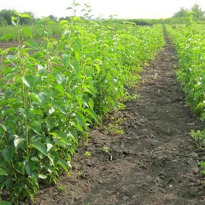 Подвой черешни ДИКАЯ ЧЕРЕШНЯ  Подвой черешни ДИКАЯ ЧЕРЕШНЯ в Калининграде