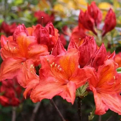 Азалия ЛИЛИНШТЕЙН японская  Азалия ЛИЛИНШТЕЙН японская в Калининграде