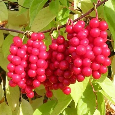 Лимонник в Калининграде