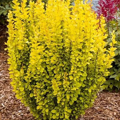 Барбарис ГОЛДЕН ТОРЧ тунберга в Калининграде