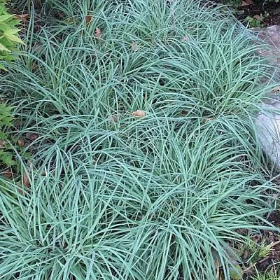 Осока БЛЮ ЗИНГЕР  Осока БЛЮ ЗИНГЕР в Калининграде