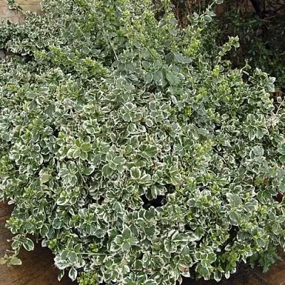 Бересклет ЭМЕРАЛЬД ГАИТИ форчуна  Бересклет ЭМЕРАЛЬД ГАИТИ форчуна в Калининграде