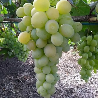 Виноград ФРУМОАСА АЛБЭ  Виноград ФРУМОАСА АЛБЭ в Калининграде