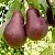 Груша с красной мякотью КРАСНАЯ ИЗ СААРЕМА в Калининграде