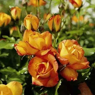 Саженцы роз САХАРА плетистая  Саженцы роз САХАРА плетистая в Калининграде