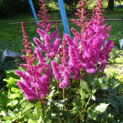 Астильба ЭЛИЗАБЕТ ВАН ВИН японская в Калининграде