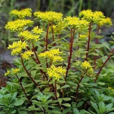 Очиток (седум) ИММЕРГРЮНХЕН в Калининграде