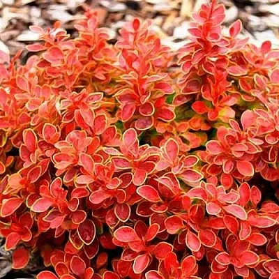 Барбарис КОРАЛ тунберга в Калининграде