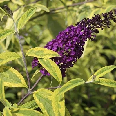 Буддлея давида САНТАНА   Буддлея давида САНТАНА  в Калининграде