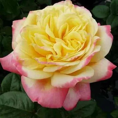 Саженцы роз КОРДЕС ДЖУБИЛИ чайно-гибридная в Калининграде