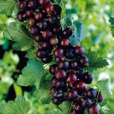 Йошта в Калининграде