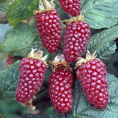 Ежемалина ТАЙБЕРРИ в Калининграде