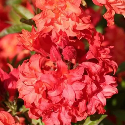 Азалия ФОЙЕРКОПФЕН крупноцветковая  Азалия ФОЙЕРКОПФЕН крупноцветковая в Калининграде