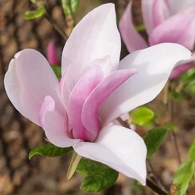 Магнолия БЕТТИ  Магнолия БЕТТИ в Калининграде