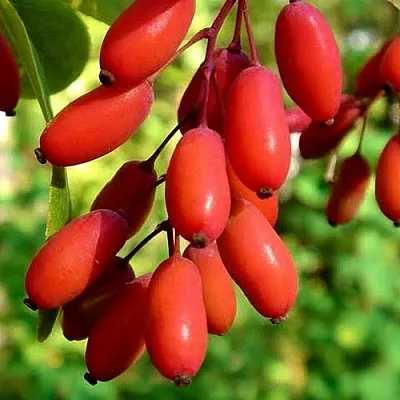 Кизил в Калининграде