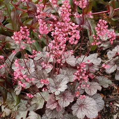 Гейхера МИЛАН  Гейхера МИЛАН в Калининграде