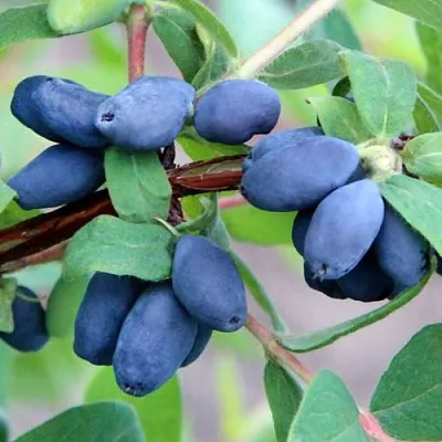 Жимолость съедобная ХОНЕЙ БИ в Калининграде