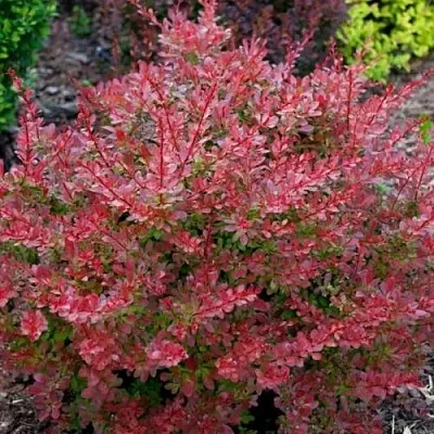 Барбарис ГОЛДЕН РИНГ тунберга в Калининграде