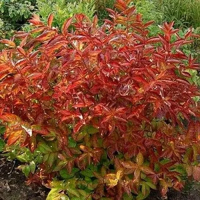 Вейгела ОГНЕННЫЕ КРЫЛЬЯ  Вейгела ОГНЕННЫЕ КРЫЛЬЯ в Калининграде