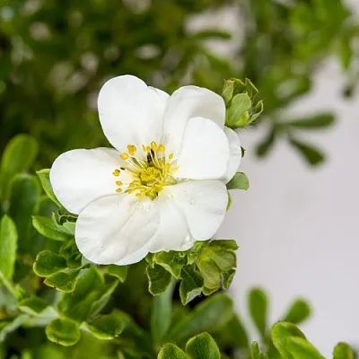 Лапчатка СНОУБЕРД кустарниковая  Лапчатка СНОУБЕРД кустарниковая в Калининграде