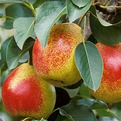 Груша ГОРНАЯ КРАСАВИЦА  Груша ГОРНАЯ КРАСАВИЦА в Калининграде