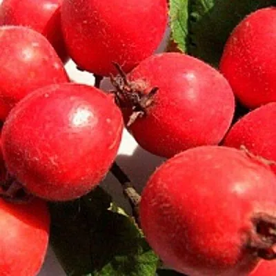 Боярышник КРУПНОПЛОДНЫЙ в Калининграде