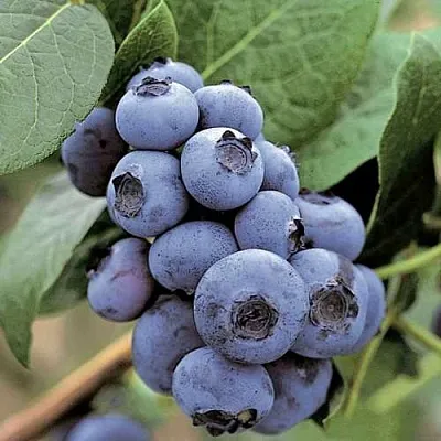 Голубика ПАТРИОТ  Голубика ПАТРИОТ в Калининграде