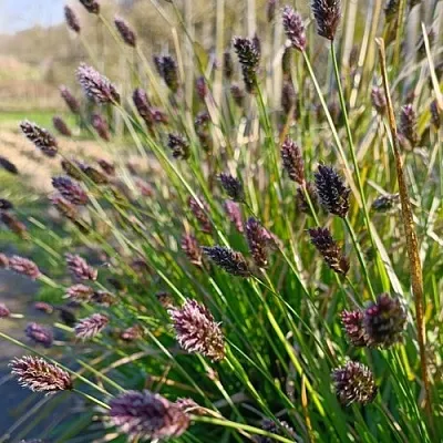 Сейслерия ХЕФЛЕРА  Сейслерия ХЕФЛЕРА в Калининграде