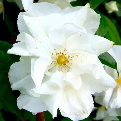 Жасмин РОЗАЦЕ  Жасмин РОЗАЦЕ в Калининграде