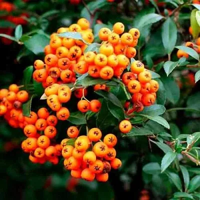 Пираканта ОРАНЖ ГЛОУ  Пираканта ОРАНЖ ГЛОУ в Калининграде