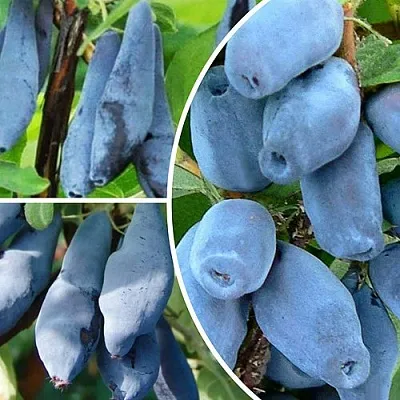 Комплект СИЯНИЕ ГЛАЗ в Калининграде