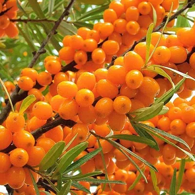 Облепиха в Калининграде