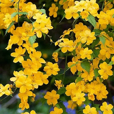 Керрия  Керрия в Калининграде