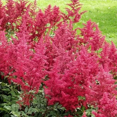 Астильба СКАЙСКРЕЙПЕР китайская в Калининграде