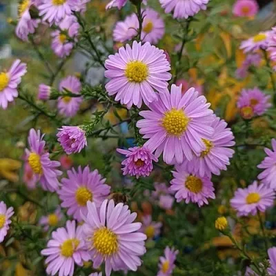 Астра СТРОУБЕРРИ ЭНД КРИМ новобельгийская в Калининграде