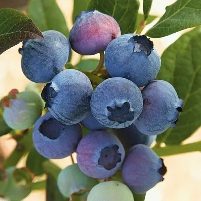 Голубика ОСОРНО  Голубика ОСОРНО в Калининграде