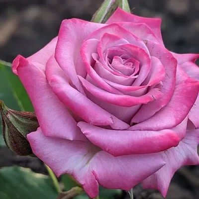 Саженцы роз ОКЕАН МИКАДО спрей  Саженцы роз ОКЕАН МИКАДО спрей в Калининграде