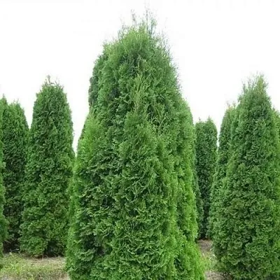 Туя КОЛУМНА западная  Туя КОЛУМНА западная в Калининграде