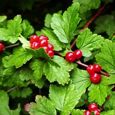 Смородина альпийская Смородина альпийская в Калининграде