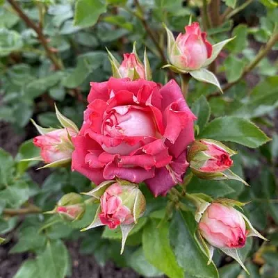 Саженцы роз ТИРАМИСУ спрей  Саженцы роз ТИРАМИСУ спрей в Калининграде