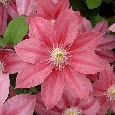 Клематис ЛИТЛ МЕРМЕЙД  Клематис ЛИТЛ МЕРМЕЙД в Калининграде