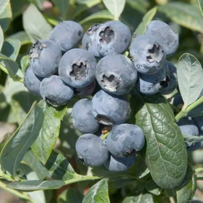 Голубика БРИГИТТА — описание сорта Голубика БРИГИТТА в Калининграде