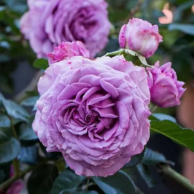 Саженцы роз СИЛЬВЕР КВИК плетистая в Калининграде