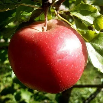 Яблоня НАСТЕНЬКА  Яблоня НАСТЕНЬКА в Калининграде