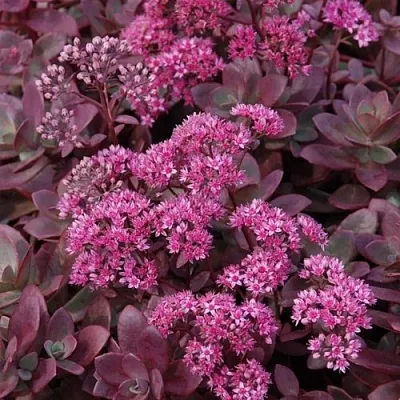 Очиток (седум) САНСПАРКЛЕР ФАЙЕРКРЕКЕР в Калининграде