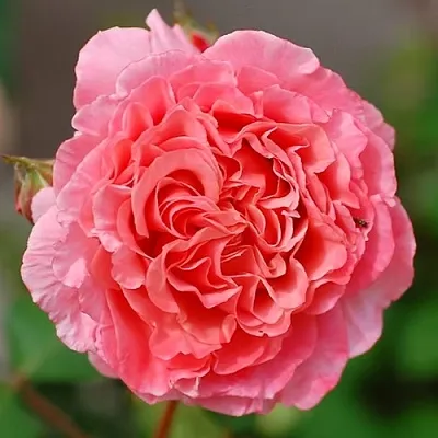 Саженцы роз ЛОРАН КАБРОЛЬ шраб  Саженцы роз ЛОРАН КАБРОЛЬ шраб в Калининграде