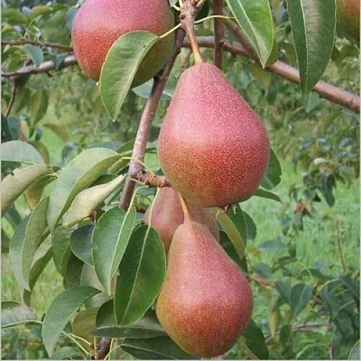 Груша РУМЯНАЯ КЕДРИНА в Калининграде