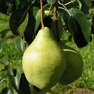 Груша МИНСКАЯ колонновидная  Груша МИНСКАЯ колонновидная в Калининграде